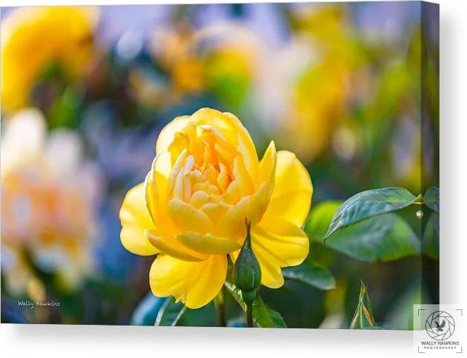 A Yellow Rose - Canvas Print Pixels