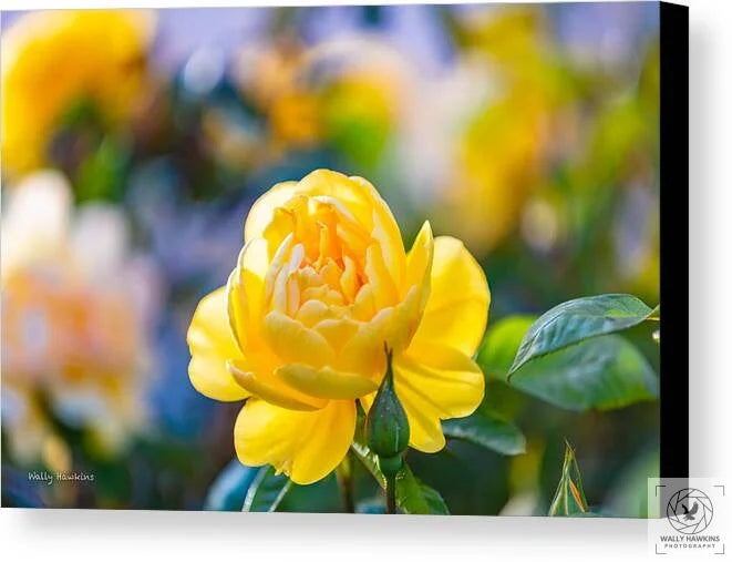 A Yellow Rose - Canvas Print Pixels