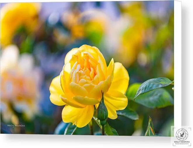 A Yellow Rose - Canvas Print Pixels