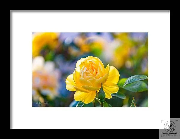 A Yellow Rose - Framed Print Pixels