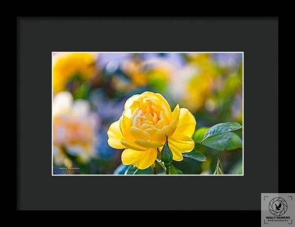 A Yellow Rose - Framed Print Pixels