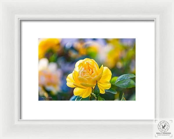 A Yellow Rose - Framed Print Pixels