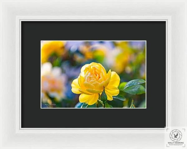 A Yellow Rose - Framed Print Pixels