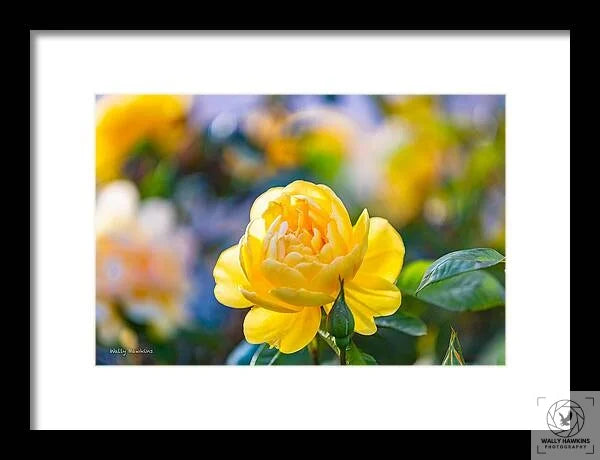 A Yellow Rose - Framed Print Pixels