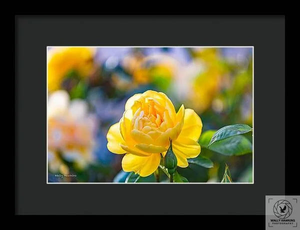 A Yellow Rose - Framed Print Pixels