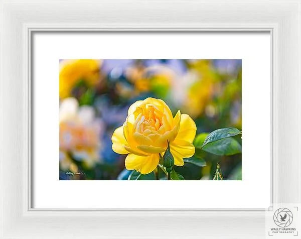 A Yellow Rose - Framed Print Pixels