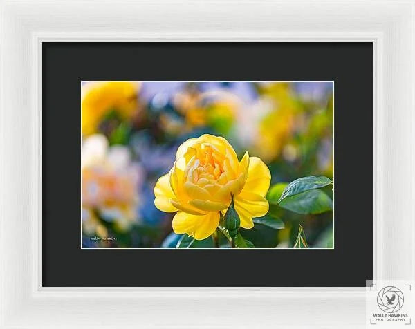 A Yellow Rose - Framed Print Pixels