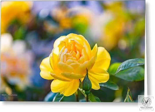 A Yellow Rose - Greeting Card Pixels