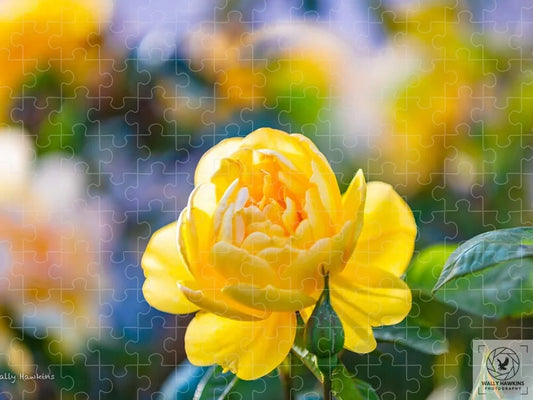 A Yellow Rose - Puzzle Pixels