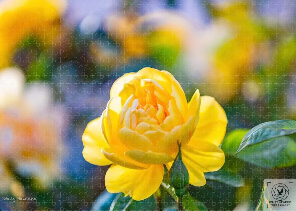 A Yellow Rose - Puzzle Pixels