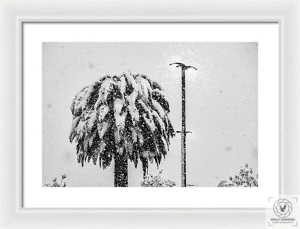 African oil palm - Framed Print Pixels