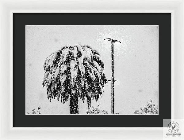African oil palm - Framed Print Pixels