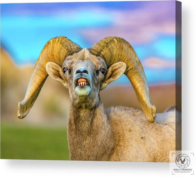 Big Horn Sheep - Acrylic Print Pixels