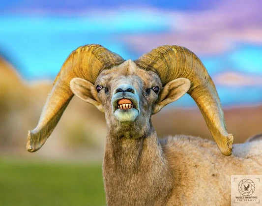 Big Horn Sheep - Art Print Pixels