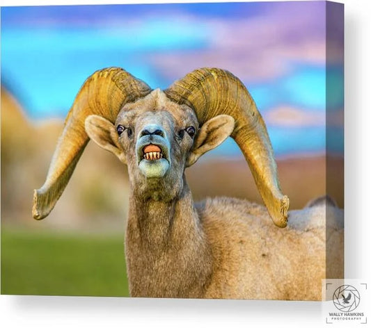 Big Horn Sheep - Canvas Print Pixels