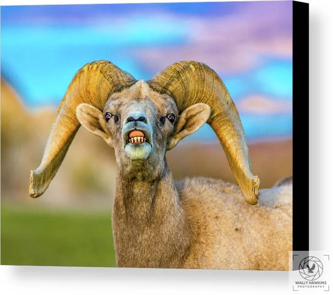 Big Horn Sheep - Canvas Print Pixels