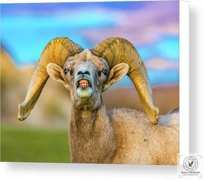 Big Horn Sheep - Canvas Print Pixels