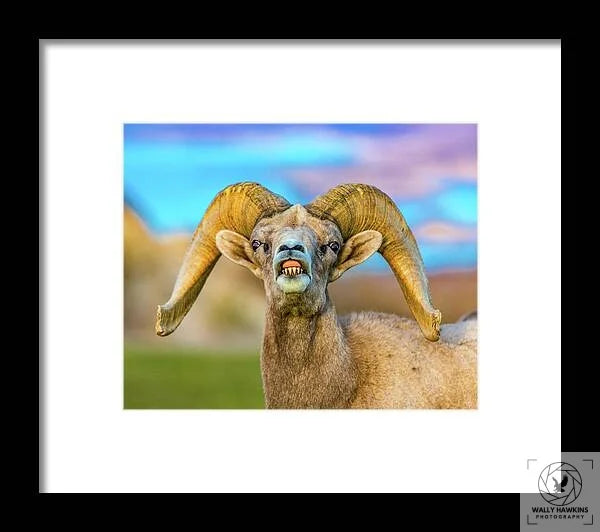 Big Horn Sheep - Framed Print Pixels