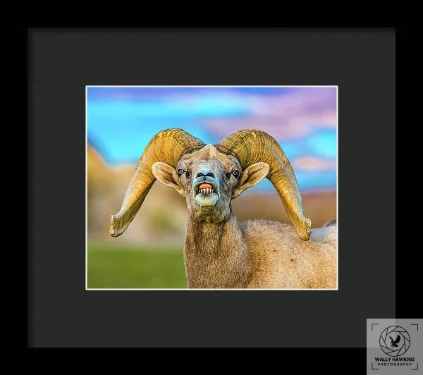 Big Horn Sheep - Framed Print Pixels