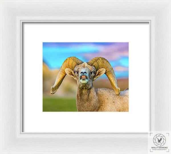 Big Horn Sheep - Framed Print Pixels