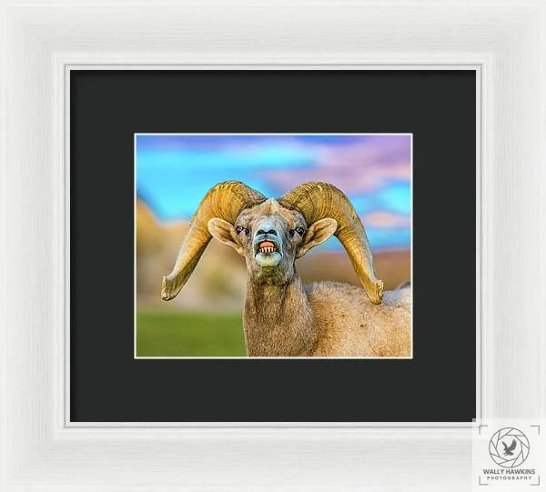 Big Horn Sheep - Framed Print Pixels