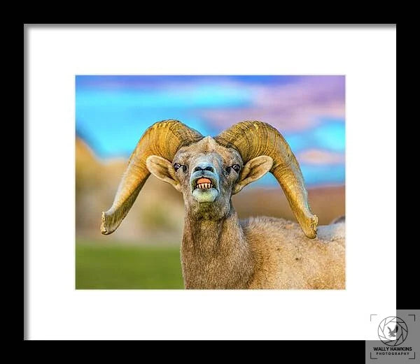 Big Horn Sheep - Framed Print Pixels