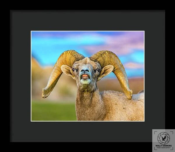 Big Horn Sheep - Framed Print Pixels