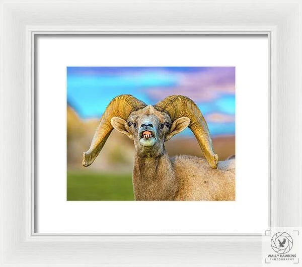 Big Horn Sheep - Framed Print Pixels