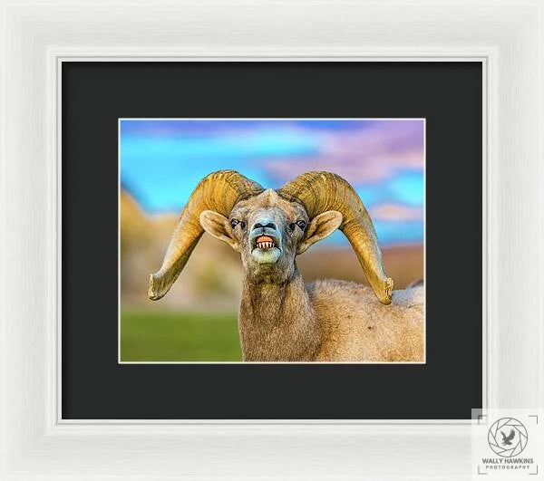 Big Horn Sheep - Framed Print Pixels