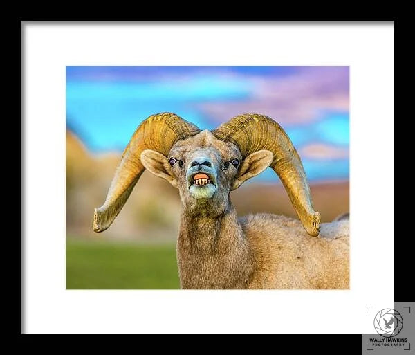 Big Horn Sheep - Framed Print Pixels