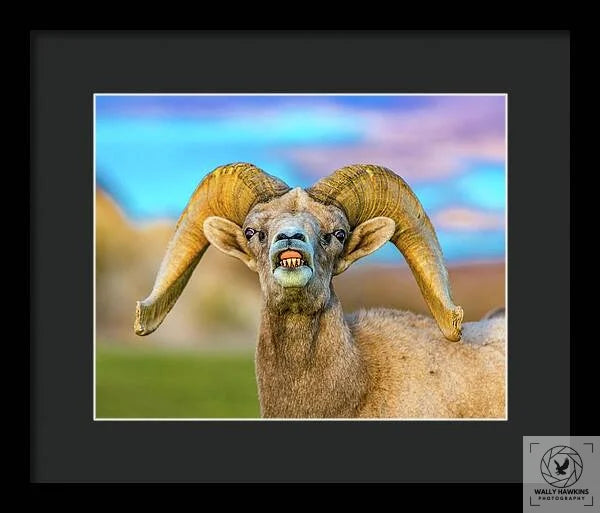 Big Horn Sheep - Framed Print Pixels