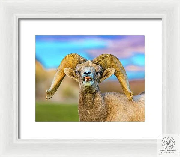 Big Horn Sheep - Framed Print Pixels