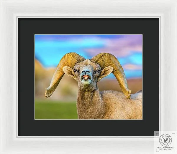 Big Horn Sheep - Framed Print Pixels