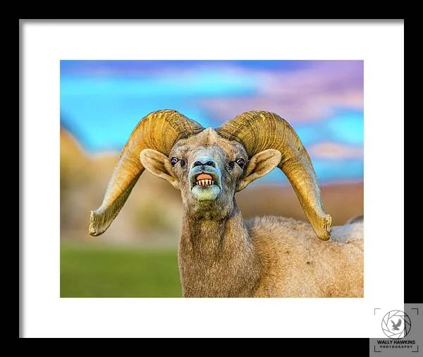 Big Horn Sheep - Framed Print Pixels