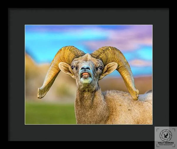 Big Horn Sheep - Framed Print Pixels