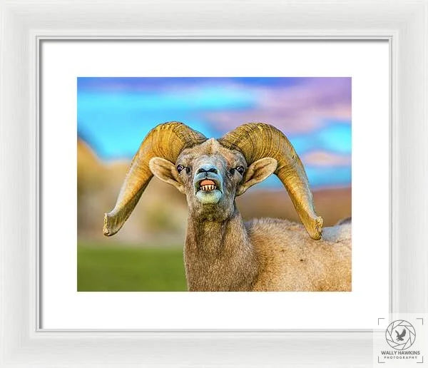 Big Horn Sheep - Framed Print Pixels