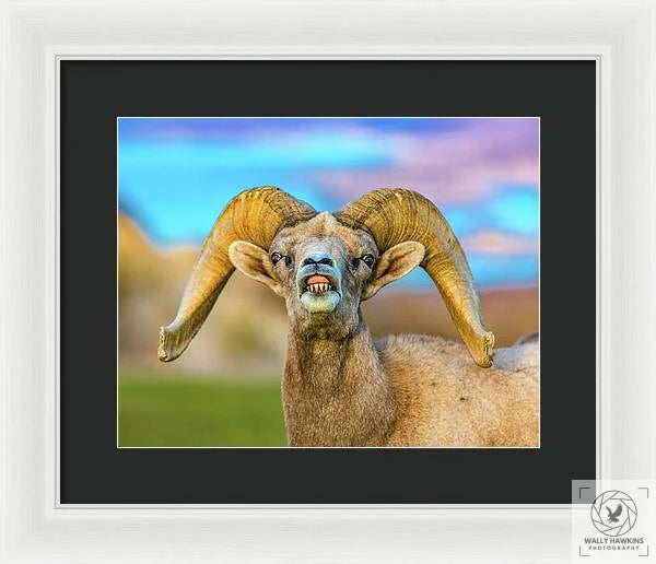 Big Horn Sheep - Framed Print Pixels