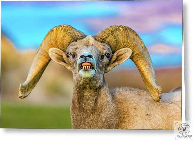 Big Horn Sheep - Greeting Card Pixels