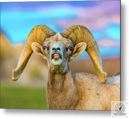 Big Horn Sheep - Metal Print Pixels