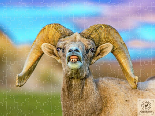 Big Horn Sheep - Puzzle Pixels