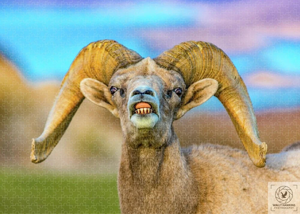 Big Horn Sheep - Puzzle Pixels