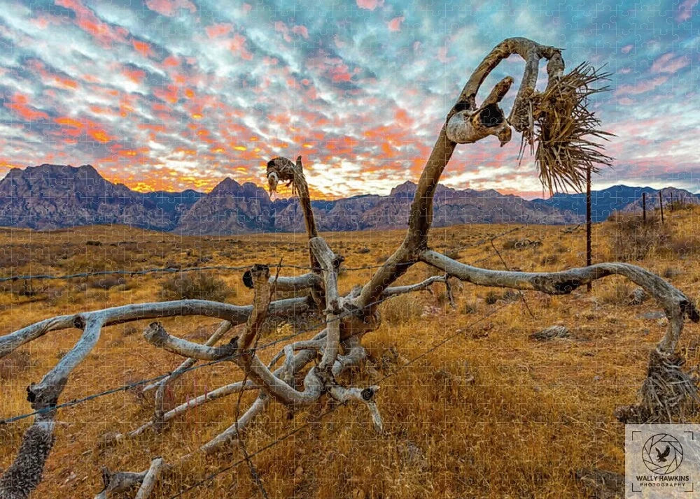 Buckhorn cholla - Puzzle Pixels