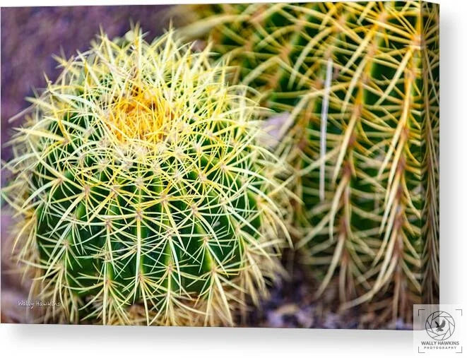 Cactus - Canvas Print Pixels