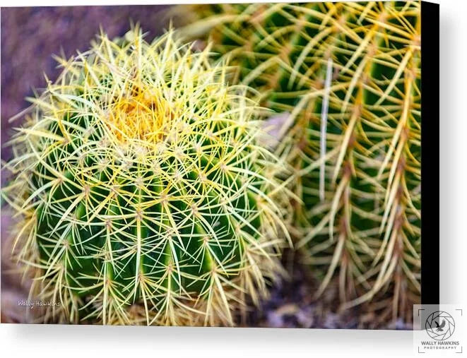 Cactus - Canvas Print Pixels