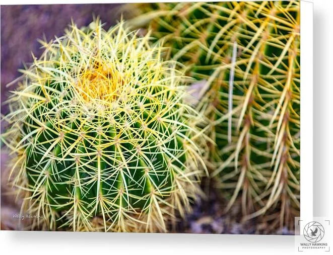 Cactus - Canvas Print Pixels