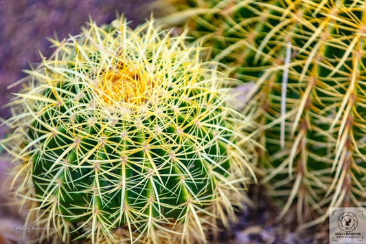 Cactus - Framed Print Pixels