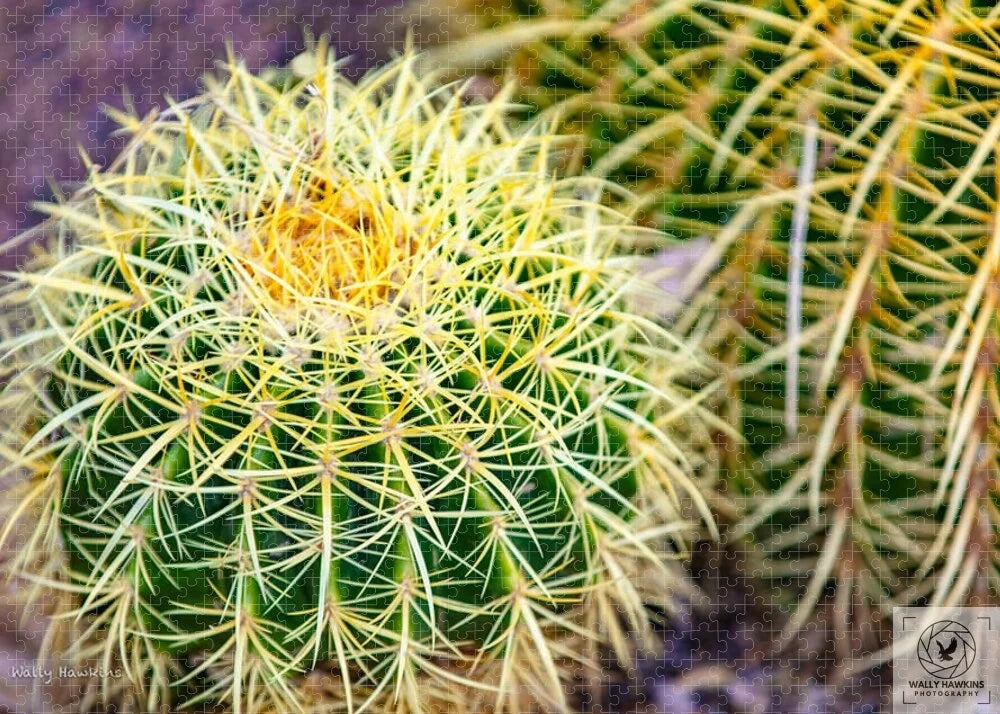 Cactus - Puzzle Pixels