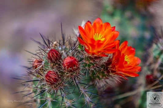 Orange Cactus Blossom - Art Print Pixels