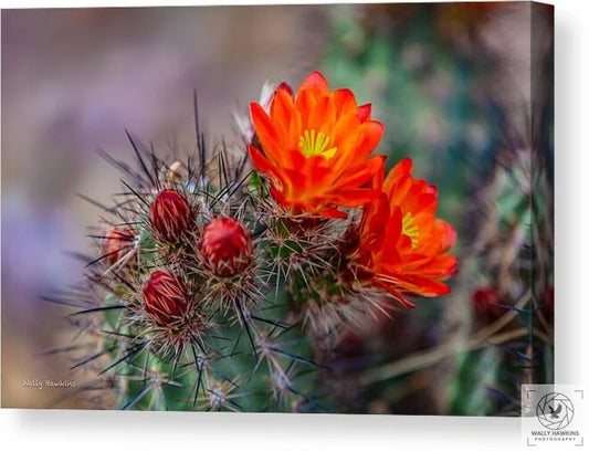 Orange Cactus Blossom - Canvas Print Pixels