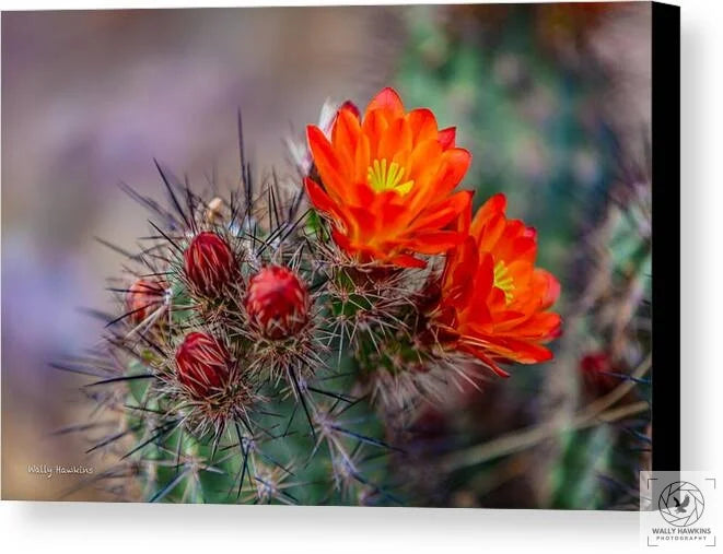 Orange Cactus Blossom - Canvas Print Pixels